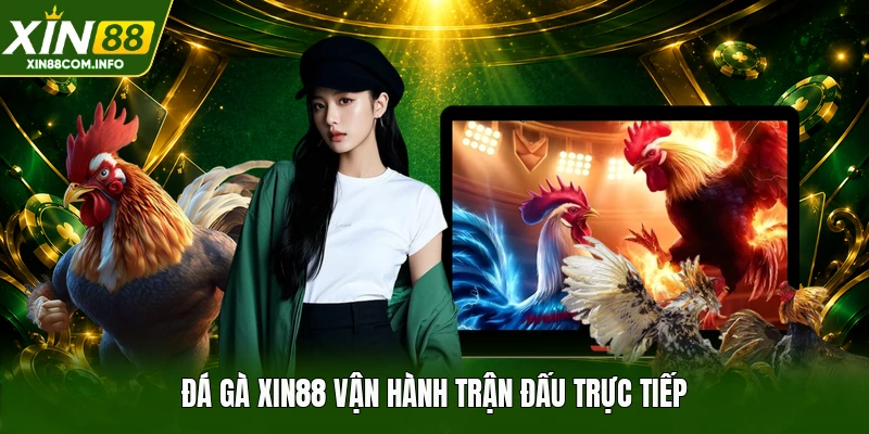 Đá gà XIN88 vận hành trận đấu trực tiếp